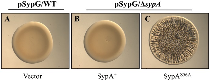 Figure 5