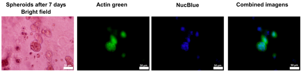 Fig. 12.
