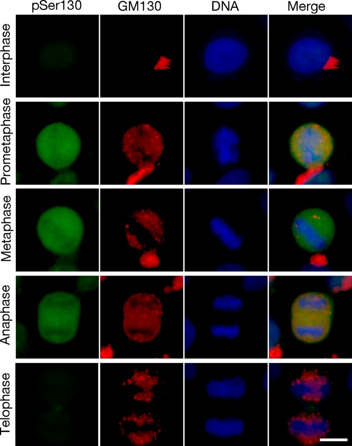 FIGURE 5: