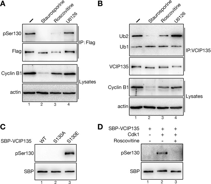 FIGURE 6: