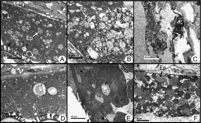 Fig. 9.