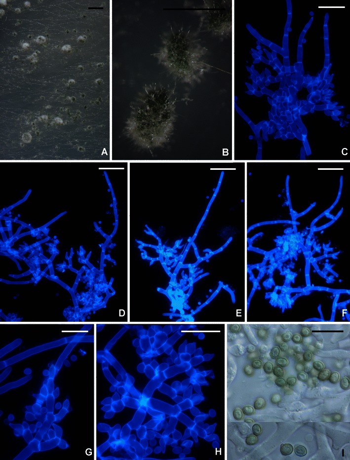 Fig. 16