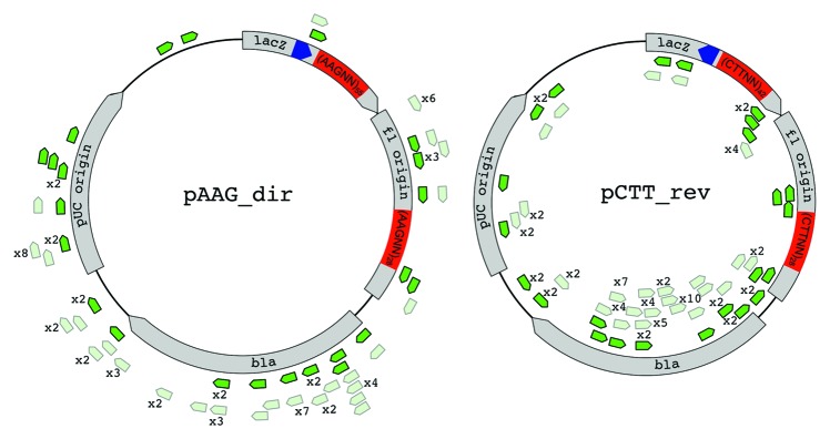 graphic file with name rna-10-716-g4.jpg