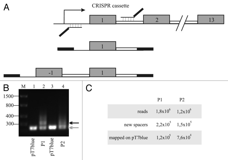 graphic file with name rna-10-716-g1.jpg