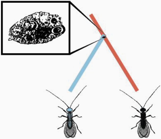 Box 1: Transitions to Parthenogenesis