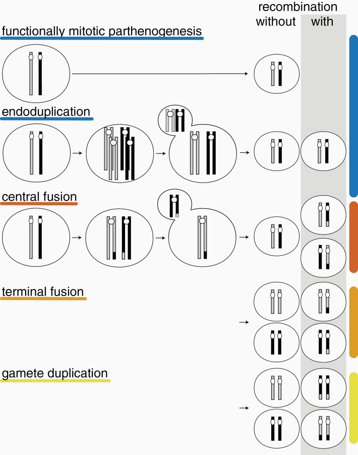 Box 2: Cellular Mechanisms of Parthenogenesis