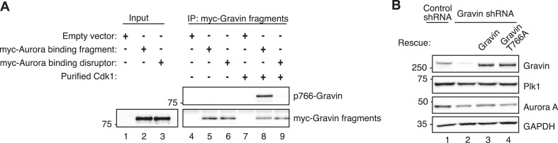 Figure 6—figure supplement 1.