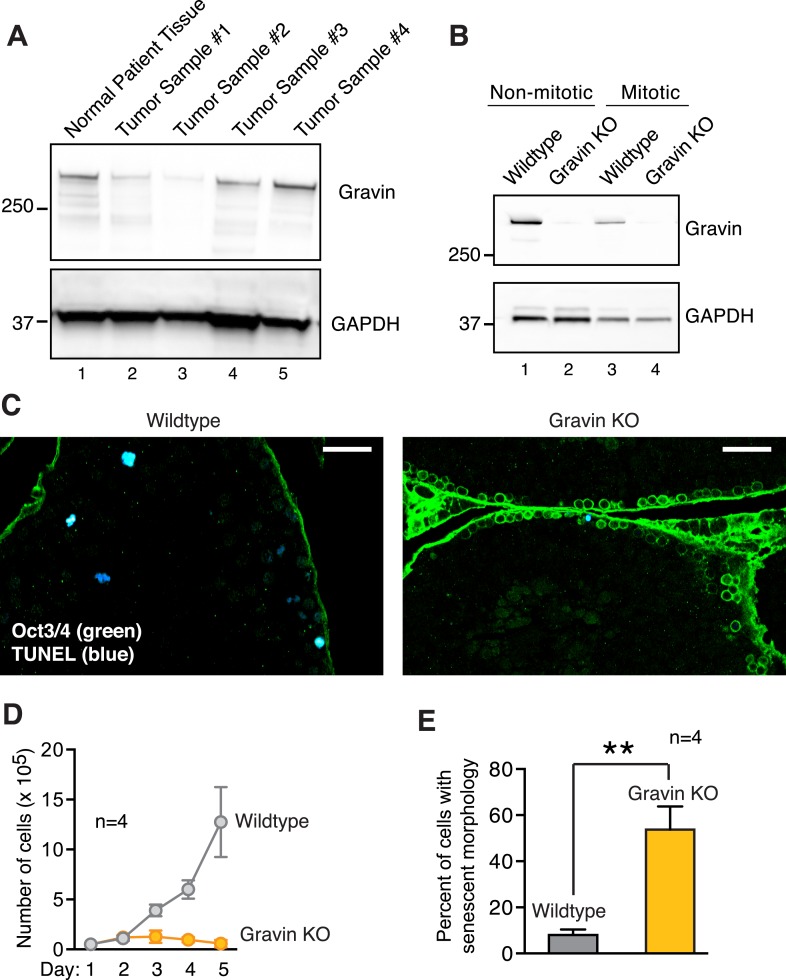 Figure 1—figure supplement 1.