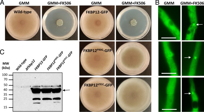 FIG 6 