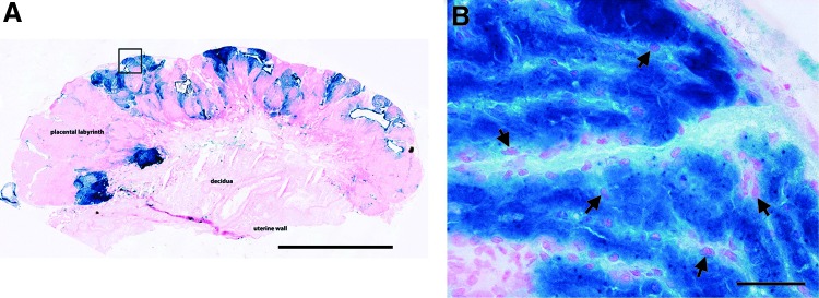 FIG. 1.