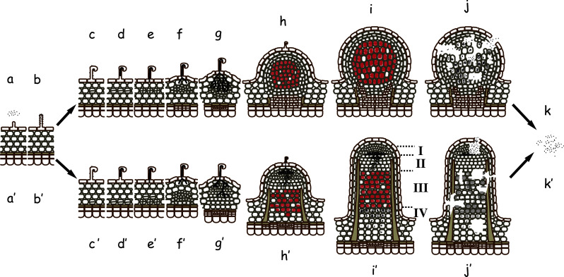 Fig. 1