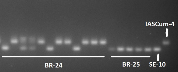 FIGURE 3