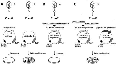 FIG. 2.