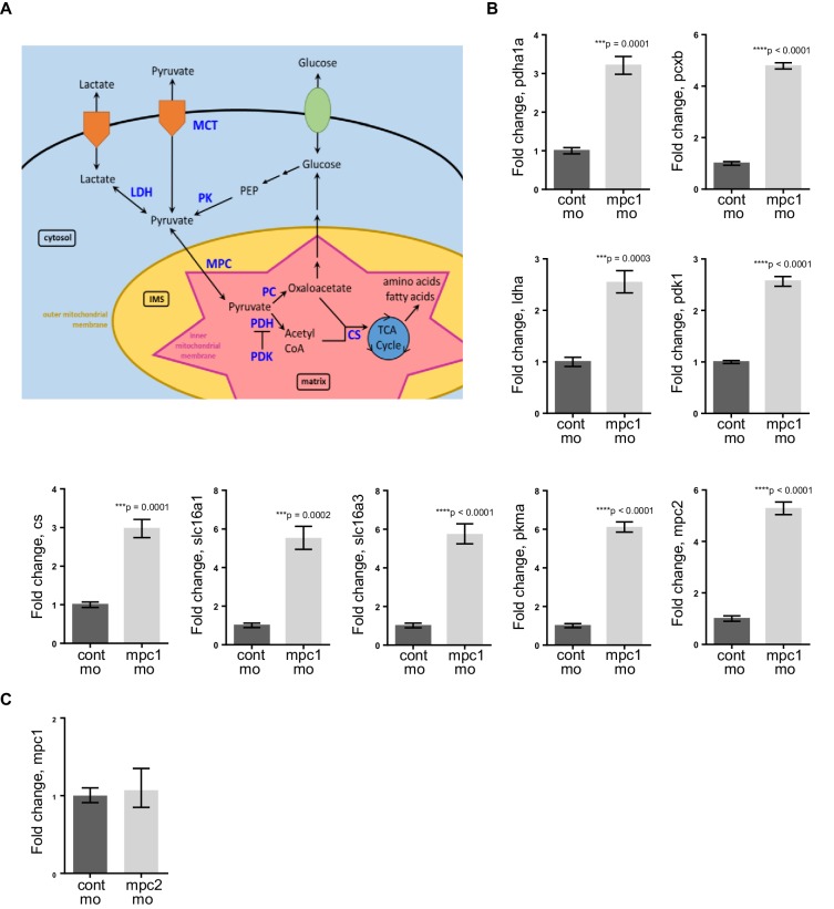 Figure 4—figure supplement 1.