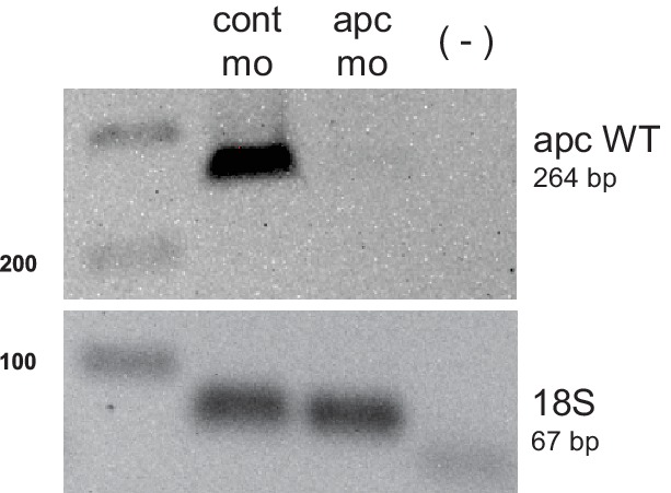 Figure 1—figure supplement 1.