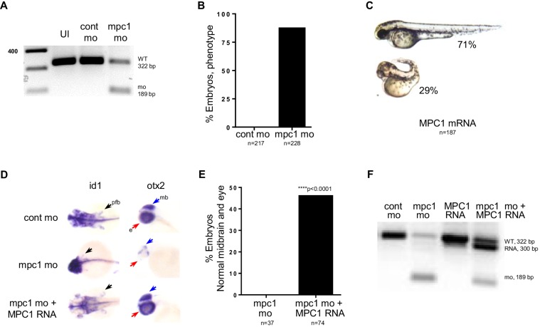 Figure 2—figure supplement 1.