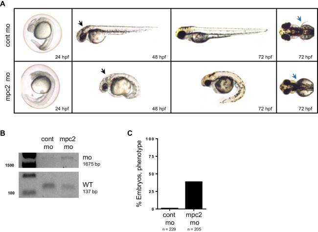 Figure 2—figure supplement 2.