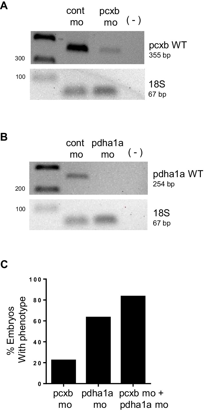 Figure 4—figure supplement 2.