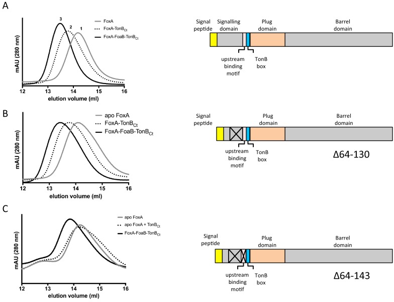 Figure 3—figure supplement 1.