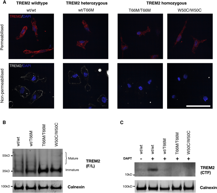 Figure 4