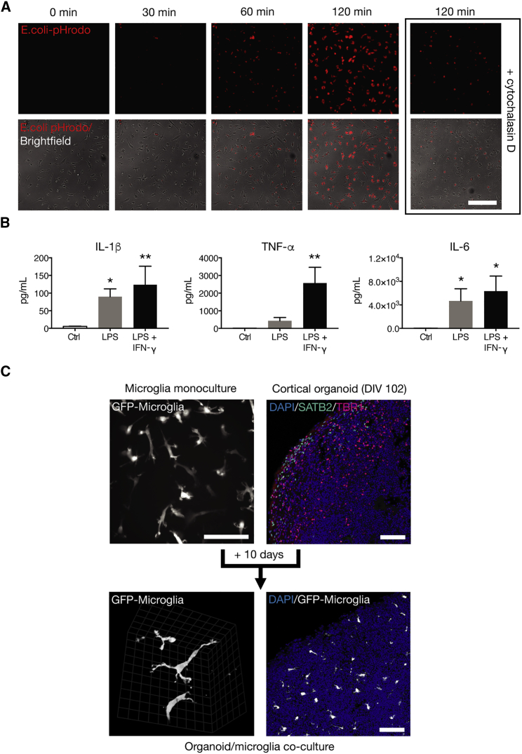 Figure 3