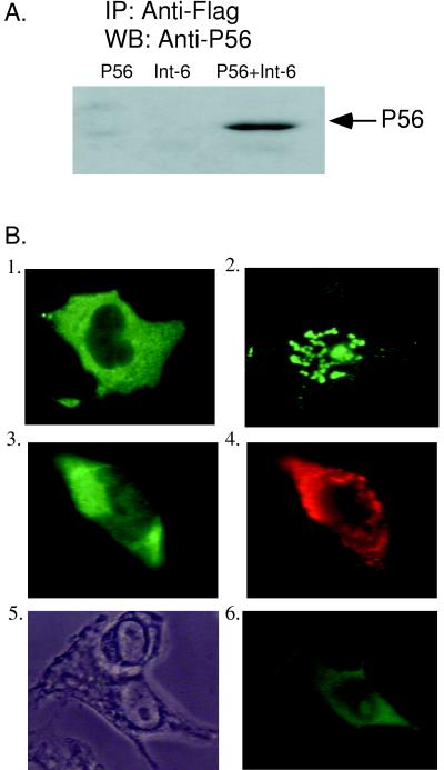 FIG. 1