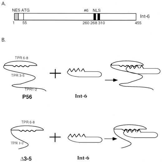 FIG. 6