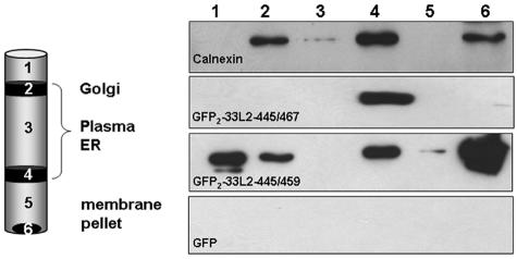 FIG. 7.