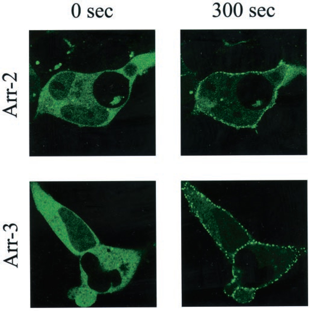 Fig. 12