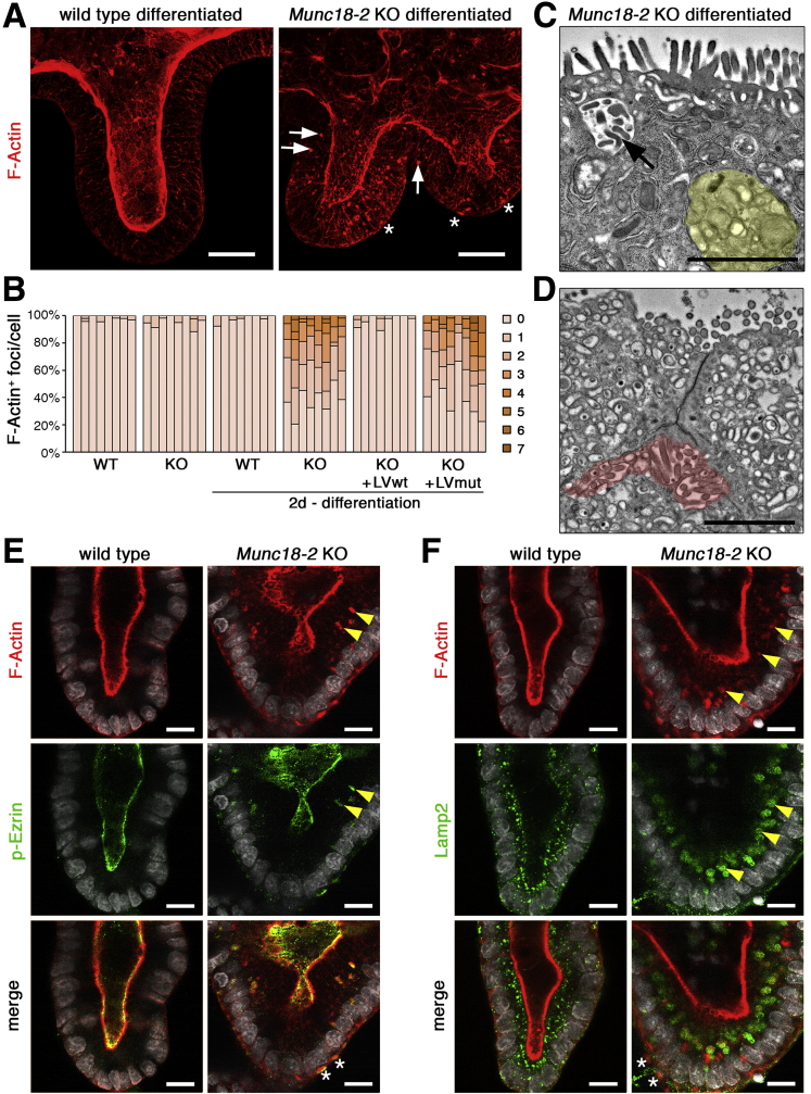 Figure 6