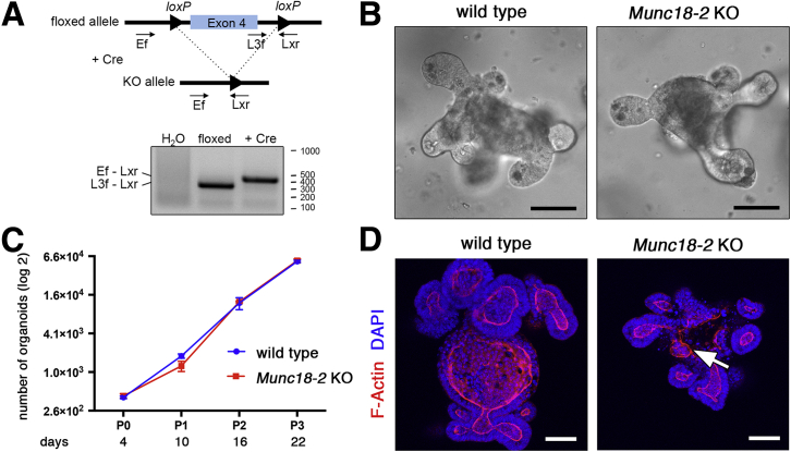 Figure 1