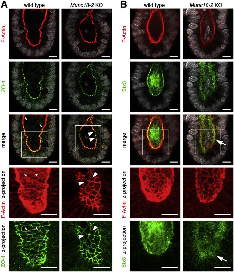 Figure 3