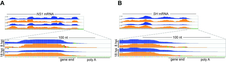 Fig 6