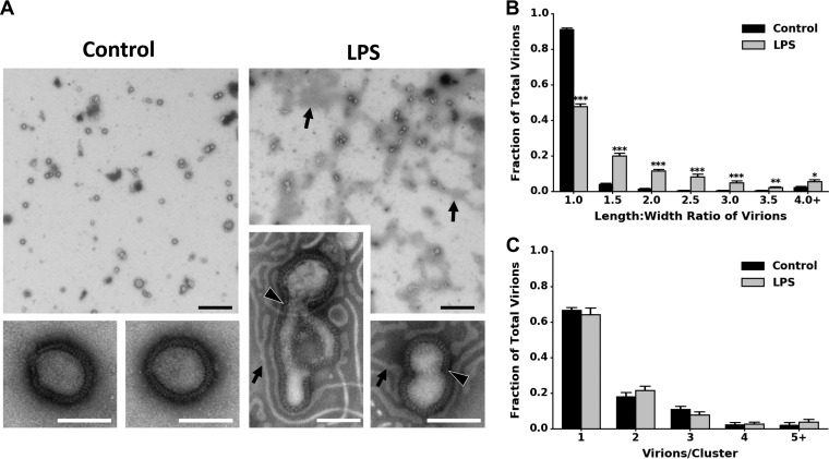 FIG 5 