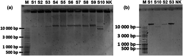 FIGURE 1