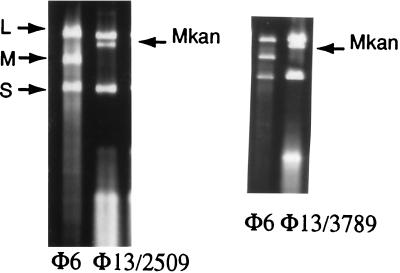 FIG. 3