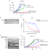 Figure 5. Synergistic effect of combinatorial treatments in patient-derived models of FGFR-driven urothelial cancer. A, In an MR86 PDX, combined erdafitinib–pictilisib (PI3K inhibitor) administration had synergistic effects leading to prolonged inhibition of tumor growth. B, Protein extracts from the MR15 cell line subjected to a phospho-RTK array revealed EGFR activation. C and D, Concomitant EGFR and FGFR inhibition with gefitinib and erdafitinib was synergic both in viability assays (C) and in immunoblot analyses (D). E, The in vivo pharmacologic experiment in the corresponding PDX confirmed the efficiency of the combined treatment strategy.