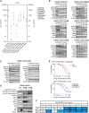 Figure 4. Functional characterization of FGFR2/3 kinase domain mutations in Ba/F3 cell models. A, IC50 values of eight selective FGFR inhibitors in viability assays against FGFR3::TACC3 with a WT kinase domain or harboring mutations found in postprogression patient samples. IC50 values (nmol/L) are reported as means of ≥3 independent datasets (see Supplementary Table S3). B, Immunoblot analysis confirming the ability of erdafitinib to abrogate intracellular signaling in FGFR3::TACC3 WT Ba/F3 cells, while resistance was observed in N540K, V553M, V555L, V555M, and L608V mutants. C, Higher concentrations of pemigatinib (100–300 nmol/L) were required to abrogate FGFR3 signaling in FGFR3::TACC3 V553L Ba/F3 compared with erdafitinib (10–30 nmol/L). D, Exposing FGFR3::TACC3 WT, N540K, and V555L Ba/F3 cells to erdafinitib corroborated the findings of resistance to erdafinitib, and confirmed the role of “molecular brake disruption” of the N540K mutant. E and F, Functional characterization of FGFR2 L551F mutation in Ba/F3 cells harboring the FGFR2::BICC1 transcript. A representative study of a cell viability assay is reported at the top (E), and IC50 values (nmol/L) are reported at the bottom as means of ≥3 independent datasets (F).