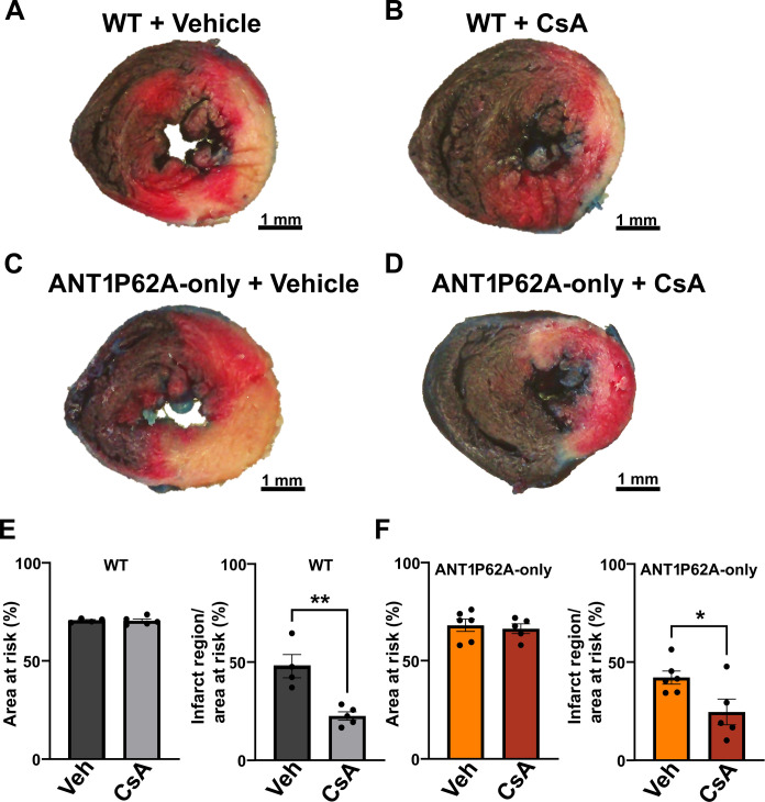 Fig. 8.