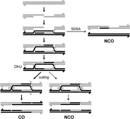 Figure 1.—