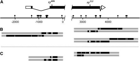 Figure 3.—