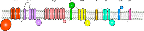 BOX 1. SARS-CoV-2 membrane proteins and membrane-embedded domains.