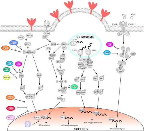 BOX 3. SARS-CoV-2 manipulation of the Interferon response pathway.