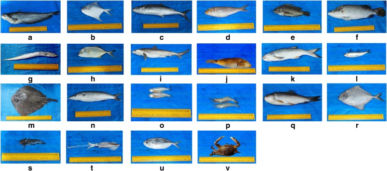 Fig. 3