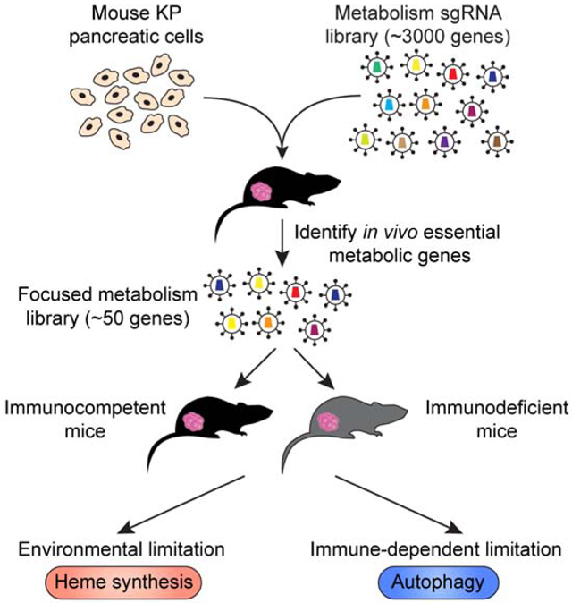 graphic file with name nihms-1644223-f0006.jpg