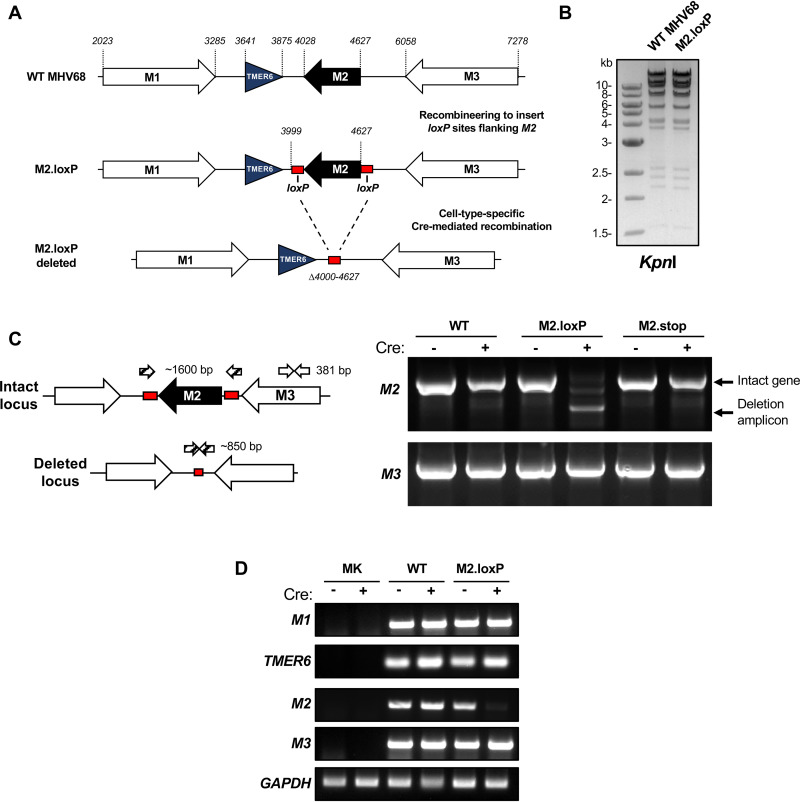 FIG 1