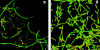 FIG. 1.