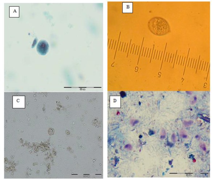 Fig. 2: