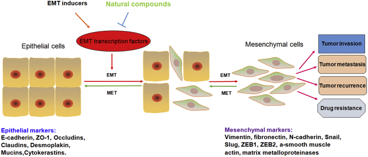 Restoring E-cadherin Expression by Natural Compounds for Anticancer ...