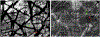 Fig 1.
